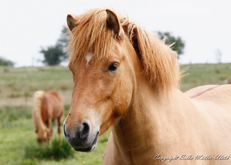 Stian (9)a.jpg - Stian von Heidmoor
